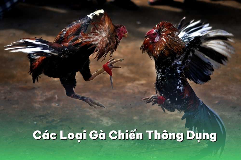 Các Loại Gà Chiến Thông Dụng