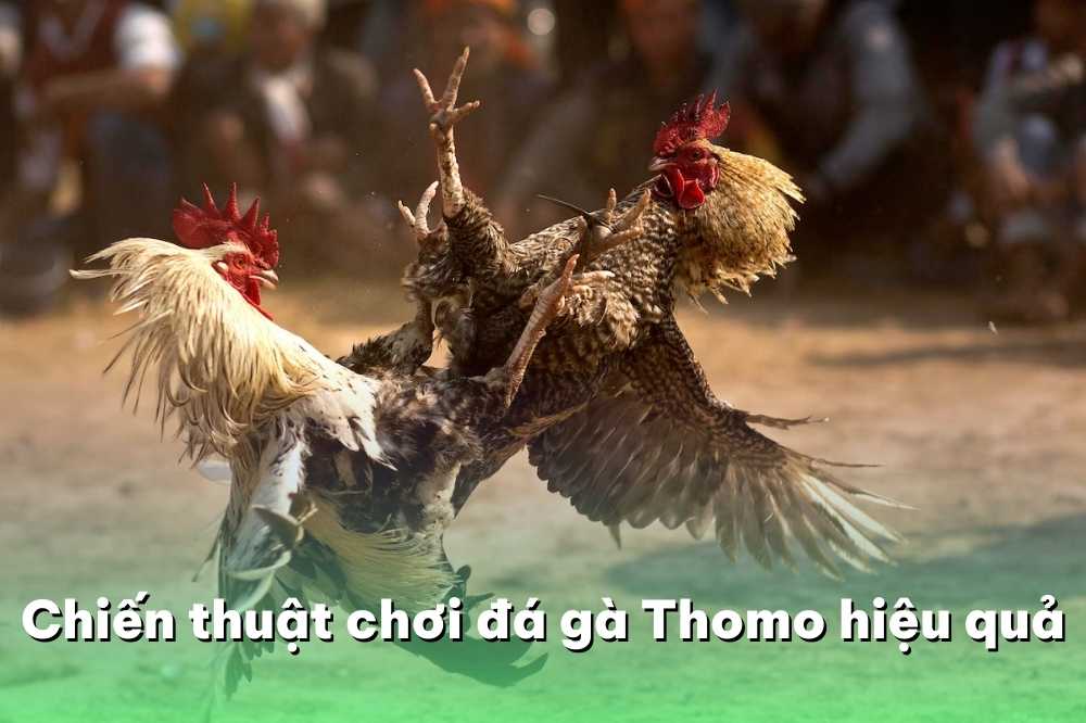 Chiến thuật chơi đá gà Thomo hiệu quả