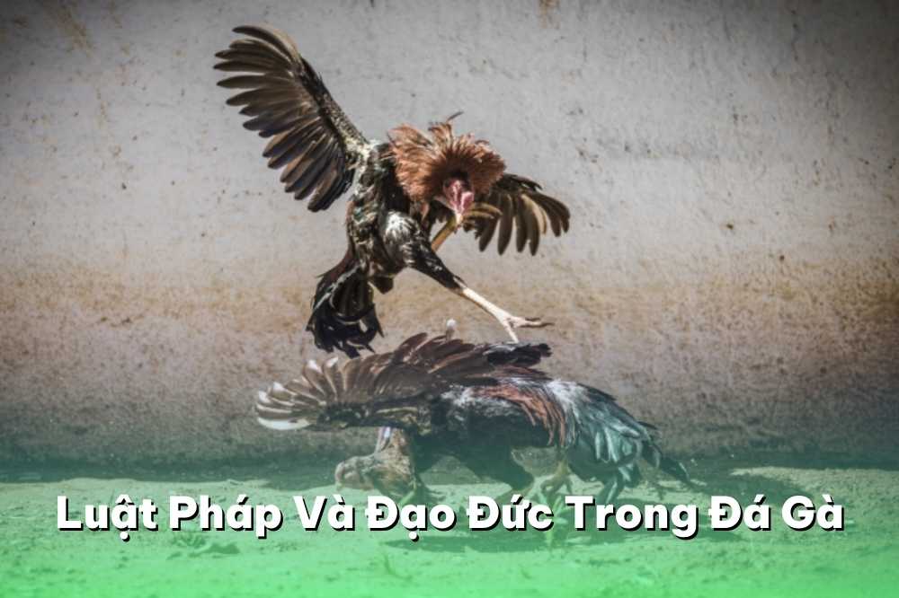 Luật Pháp Và Đạo Đức Trong Đá Gà