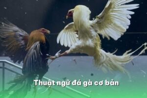 Thuật ngữ đá gà cơ bản cho người mới