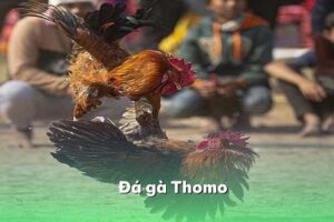 đá gà Thomo